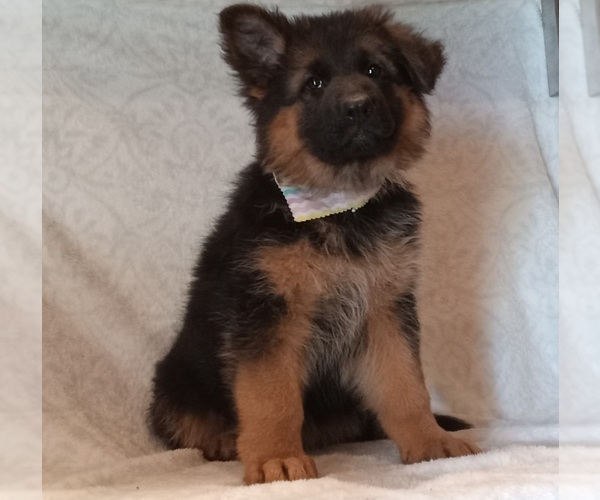 Medium Photo #1 German Shepherd Dog Puppy For Sale in MILFORD, IN, USA