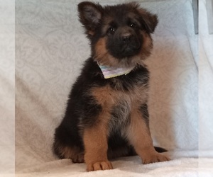 Medium German Shepherd Dog