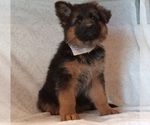 Puppy Ellie German Shepherd Dog