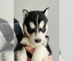 Puppy Mini bolty Siberian Husky