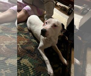 Angel - Female American Pit Bull Terrier Dog for Adoption - Photo #2