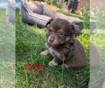 Small #4 Chihuahua