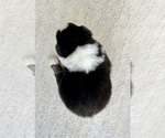 Small #3 Australian Shepherd