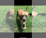 Small #1 American Pit Bull Terrier-American Staffordshire Terrier Mix