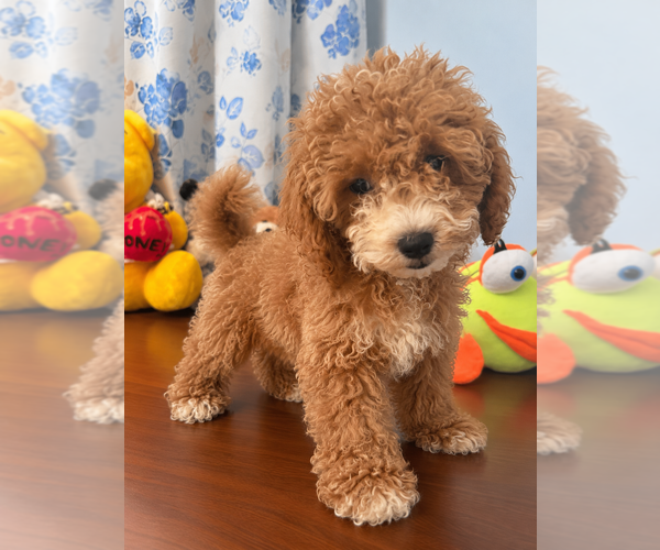Medium Photo #38 Havapoo Puppy For Sale in DURHAM, CT, USA