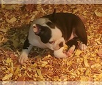 Small Photo #2 Boston Terrier Puppy For Sale in SWANSEA, SC, USA