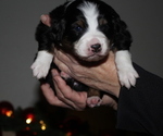 Puppy Noel Miniature Australian Shepherd