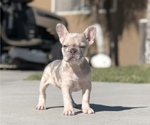 Image preview for Ad Listing. Nickname: Female Frenchie