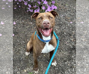 Brock Lonestar - Male Mutt Dog for Adoption - Photo #11