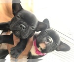 Small Photo #3 French Bulldog Puppy For Sale in CLIFTON, NJ, USA