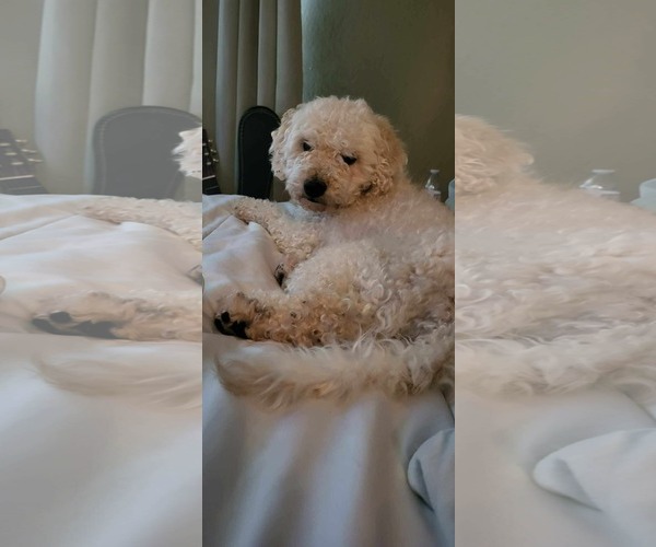 Medium Photo #2 Poodle (Miniature)-Unknown Mix Puppy For Sale in Grafton, WI, USA