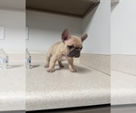 Small #7 French Bulldog