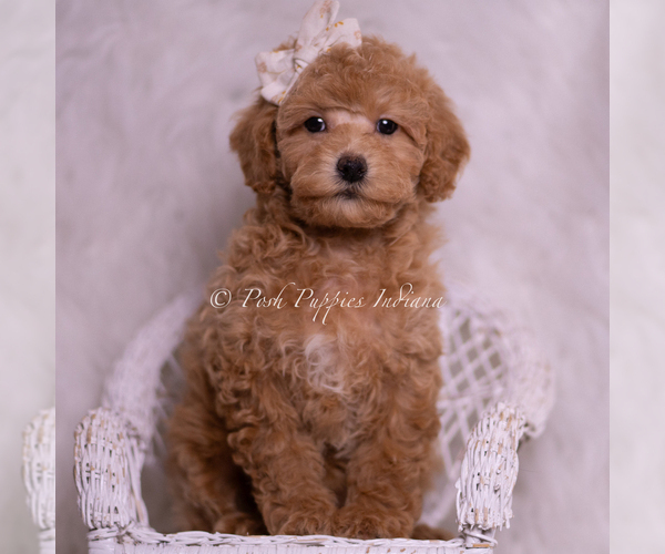 Medium Photo #5 Poodle (Toy) Puppy For Sale in WARSAW, IN, USA