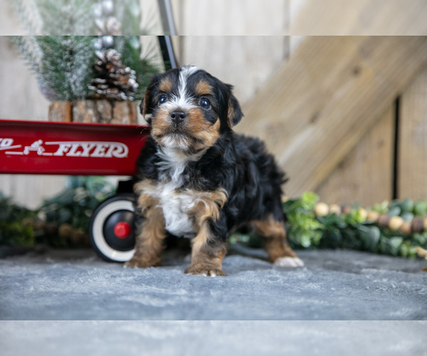 Medium Photo #3 Yorkshire Terrier Puppy For Sale in GREENWICH, OH, USA