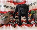 Small Photo #4 Labrador Retriever Puppy For Sale in MERIDEN, KS, USA