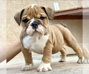 Bulldog Puppy for sale in TEMECULA, CA, USA