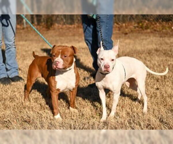 Medium Photo #4 Mutt Puppy For Sale in Glen Allen, VA, USA