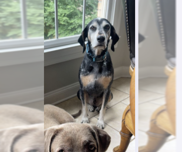 Medium Photo #3 Bluetick Coonhound-Unknown Mix Puppy For Sale in Decatur, GA, USA