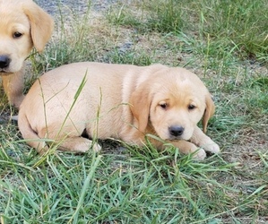 Medium Labrador Retriever