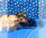Image preview for Ad Listing. Nickname: Tiny Luke