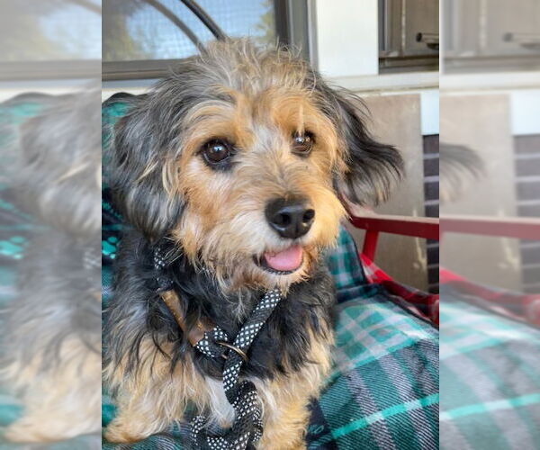 Medium Photo #1 Mutt Puppy For Sale in Cranston, RI, USA