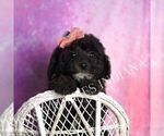 Small Photo #8 Goldendoodle (Miniature) Puppy For Sale in WARSAW, IN, USA