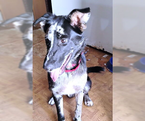 Medium Photo #2 Border-Aussie Puppy For Sale in Rutherfordton, NC, USA
