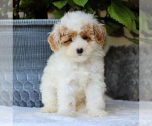 Goldendoodle (Miniature) Puppy for sale in EAST EARL, PA, USA