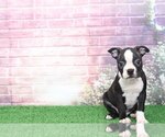 Small Photo #1 Boston Terrier Puppy For Sale in BEL AIR, MD, USA