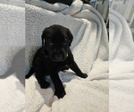 Small #1 Labrador Retriever