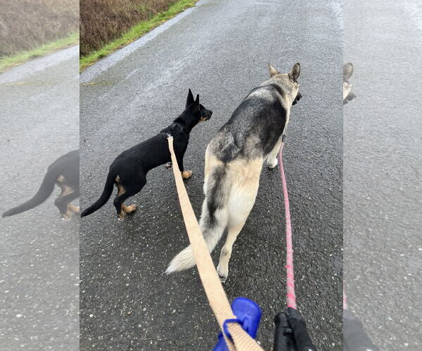 Medium Photo #20 German Shepherd Dog Puppy For Sale in Seattle, WA, USA