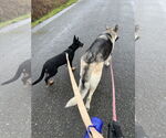 Small #19 German Shepherd Dog