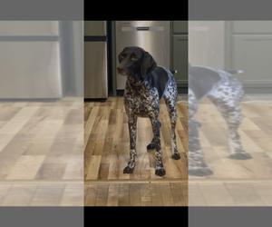 Mother of the German Shorthaired Pointer puppies born on 08/23/2026