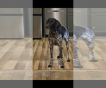 Small Photo #1 German Shorthaired Pointer Puppy For Sale in SHERMANS DALE, PA, USA