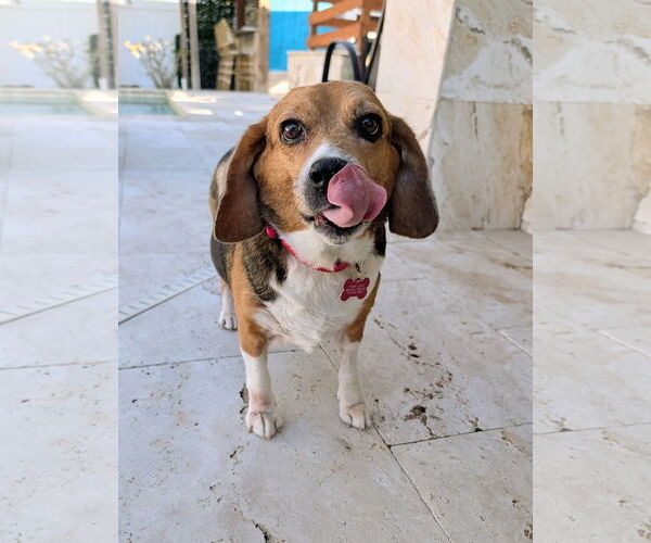Medium Photo #2 Beagle Puppy For Sale in Tampa, FL, USA