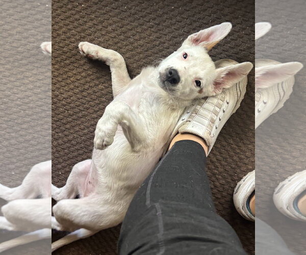 Medium Photo #2 American Pit Bull Terrier-Unknown Mix Puppy For Sale in Davis, CA, USA