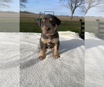 Small Photo #9 Catahoula Leopard Dog Puppy For Sale in GERMANTOWN, IL, USA