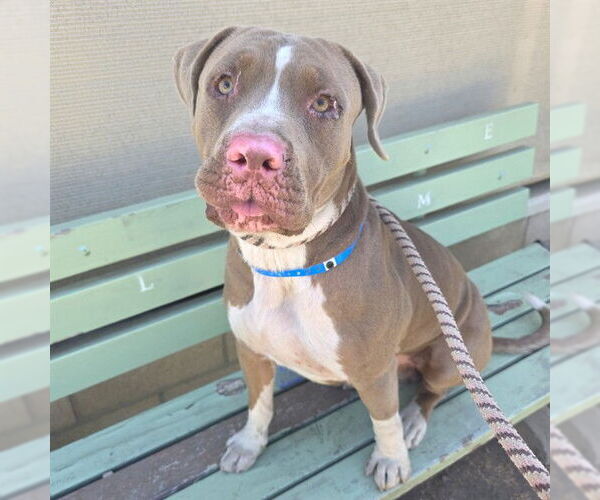 Medium Photo #1 American Pit Bull Terrier Puppy For Sale in Long Beach, CA, USA