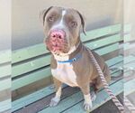 Small American Pit Bull Terrier