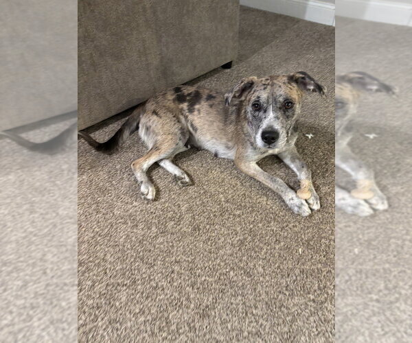 Medium Photo #4 Australian Shepherd-Catahoula Leopard Dog Mix Puppy For Sale in Aurora, IN, USA