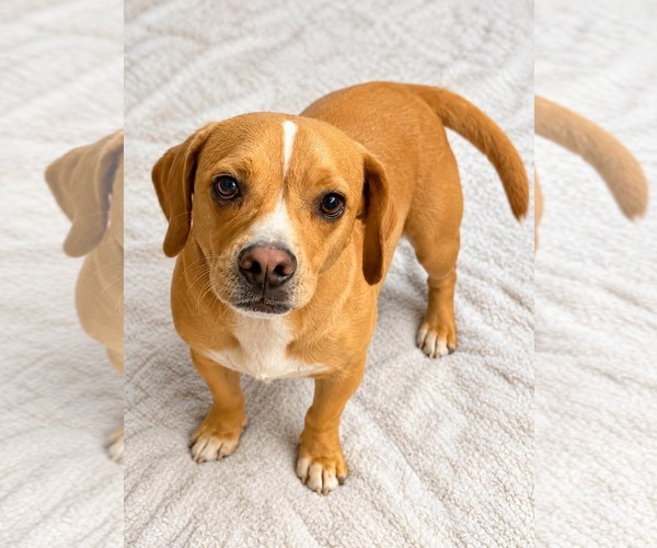 Medium Photo #4 Frengle Puppy For Sale in La Verne, CA, USA