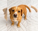 Small Photo #4 Frengle Puppy For Sale in La Verne, CA, USA