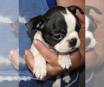 Small Photo #5 Boston Terrier Puppy For Sale in BEND, OR, USA