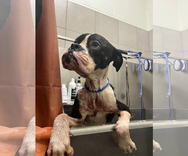 Medium Photo #22 Boxer Puppy For Sale in Burnsville, MN, USA