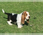 Puppy 1 Basset Hound
