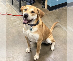 Labrenees Dogs for adoption in Overland Park, KS, USA