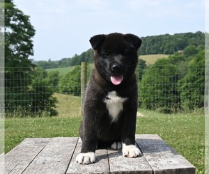 Akita Puppy for Sale in MILLERSBURG, Ohio USA