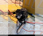 Small #1 German Shepherd Dog Mix