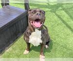 Small American Bulldog Mix