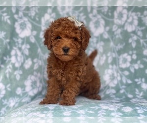 Cavapoo-Poodle (Miniature) Mix Puppy for sale in LAKELAND, FL, USA
